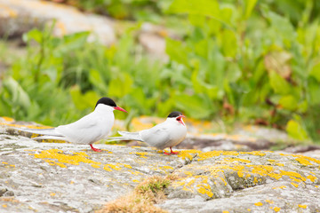 Arctic tern (Sterna paradisaea) pair calling and communicating, non breeding at breeding colony