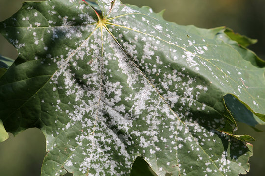 Powdery mildew on leaf of Norway Maple. Maple tree fungal disease