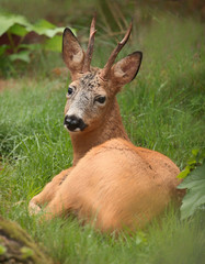 Roe deer (Capreolus capreolus).  Rest in the green grass