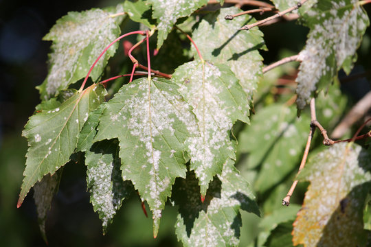Powdery mildew on foliage of Acer tataricum or Tatarian maple