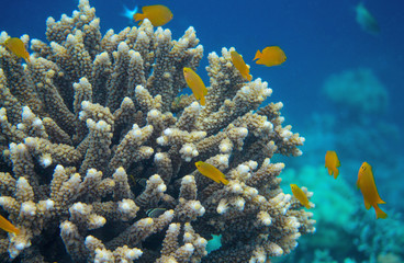 Underwater landscape with tropical fish. Yellow tropical fish in coral reef. Coral fish family closeup.