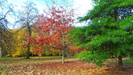 London · Hyde Park · Colorful trees