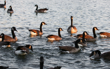 Canadian geese feeding in the city park