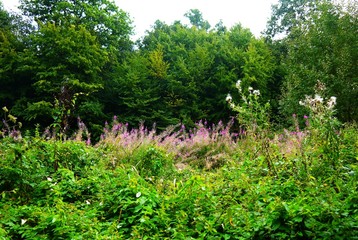 pink wildflower meadow in forest clearing 