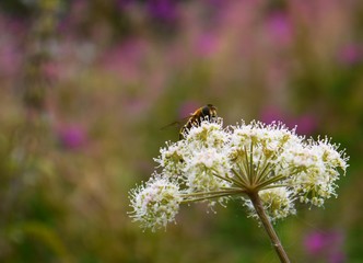 fly on cowslip