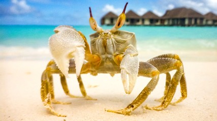 A large crab crawled out on a white sandy beach on a sunny day in Maldives.
