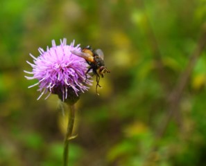 fly pollinating pink thistle flower