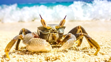 A large crab crawled out on a white sandy beach on a sunny day in Maldives.