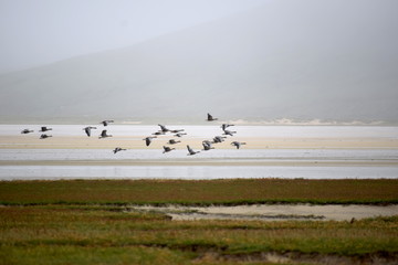 geese flying over scarista beach