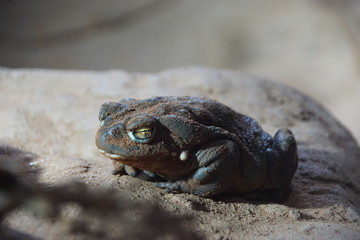 toad