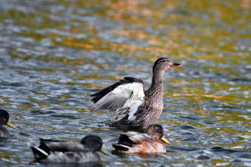 Female mallard strecthing her wings 