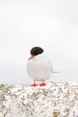 Arctic tern (Sterna paradisaea) displaying  at breeding colony
