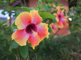 Mehrere farbenfrohe Hibiskusblüten mit Blättern