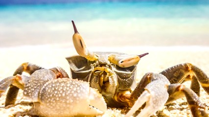 crab standing in a beach resort in Maldives.