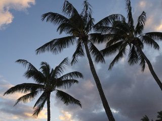 Palmen von unten fotografiert mit Wolken im Hintergrund in der D&auml;mmerung
