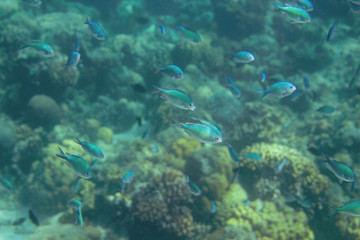 Fototapeta na wymiar Undersea landscape with coral fish. Blue tropical fish in coral reef. Coral fish family closeup. Underwater macro photo