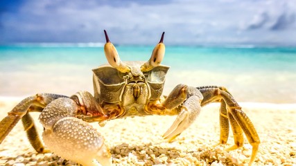 crab standing in a beach resort in Maldives.