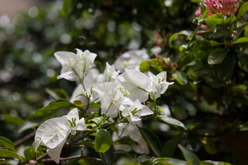  White Bougainvillea flower in dark background
