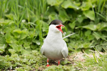Arctic tern (Sterna paradisaea) displaying and calling, at breeding colony