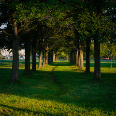 Obraz premium alley in the park