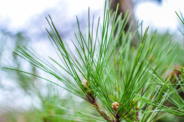 pine tree branch with cones