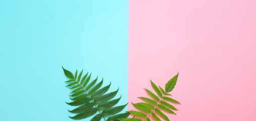 Green leaves on a two color background pink and blue.