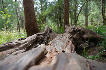 Joli tronc d'arbre en à Pemberton en Australie