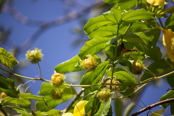 Scarletfruit passionflower a vine fruit