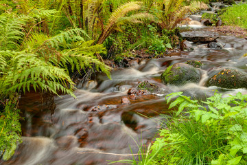 small waterfall in the forest