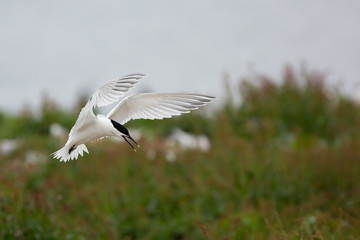 Sandwich tern (Thalasseus sandvicensis) in flight