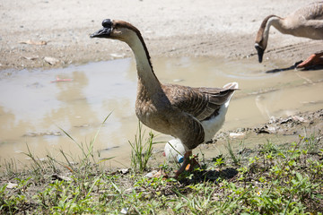 Duck playing in brown soil
