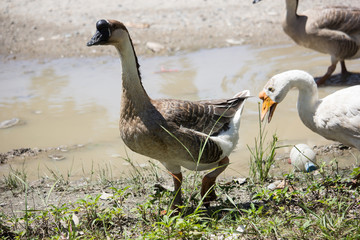 Duck playing in brown soil