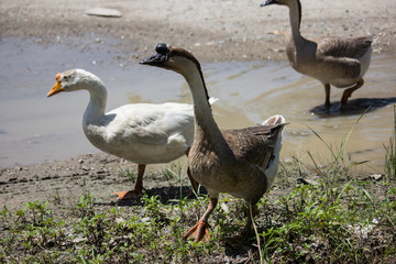 Duck playing in brown soil