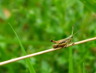 small green grasshopper on blade of grass forest