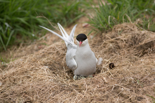 Arctic tern (Sterna paradisaea) on nest with eggs, at breeding colony