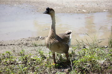 Duck playing in brown soil