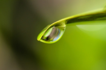Water drops on green leaves. Close up
