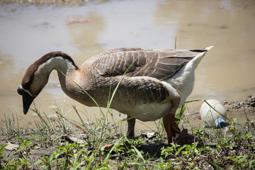 Duck playing in brown soil