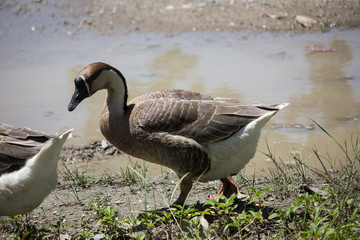 Duck playing in brown soil