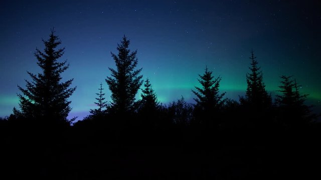 Aurora borealis glowing behind pine tree silhouettes, Reykjavik Iceland.