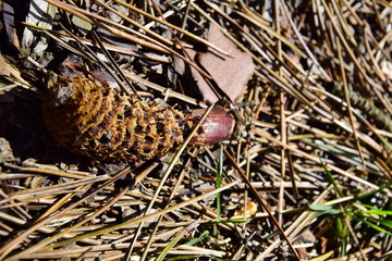 Naturaleza muerta