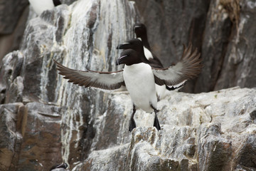 Razorbill (Alca torda) taking off from nest site at colony