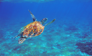 Sea turtle with orange shell underwater photo. Marine green sea turtle. Wildlife of tropical coral reef. Sea tortoise