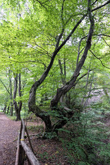 Landscape while hiking within the Wolfsschlucht (engl. Wolf gorge) in Eifel region at Germany.