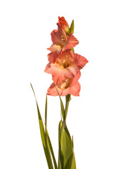Blooming pink gladiolus  on white background isolated