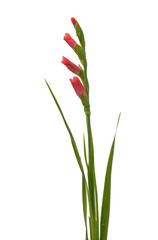 Blooming pink gladiolus  on white background isolated