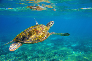 Sea turtle underwater photo. Marine green sea turtle closeup. Wildlife of tropical coral reef.