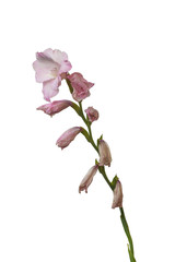 Blooming pink gladiolus  on white background isolated
