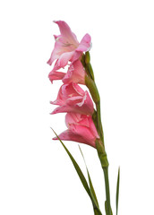 Blooming pink gladiolus  on white background isolated