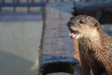 カワウソ